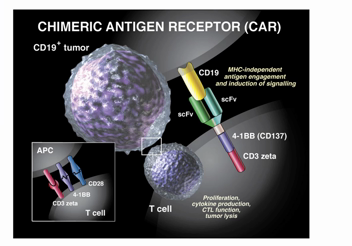 leukaemia car-t immunotherapy