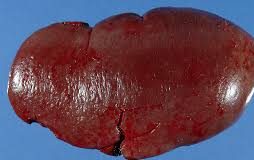 σπλήνας υψόμετρο ορειβασία