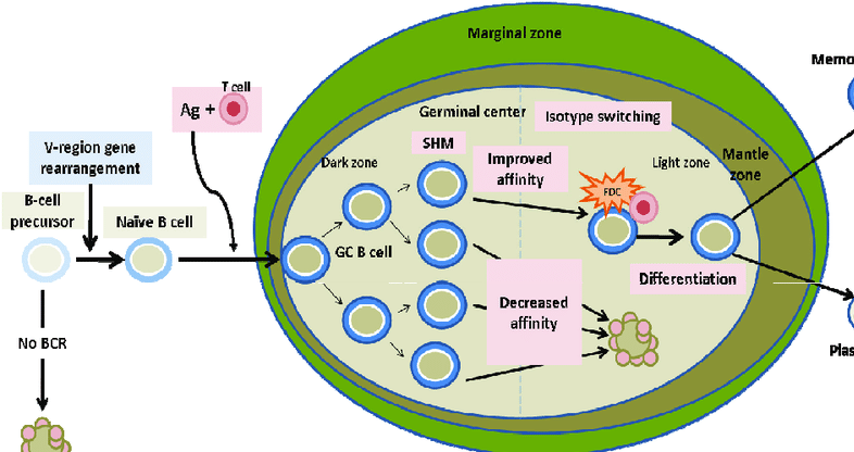 μετάλλαξη αντίσωμα κορωναϊός