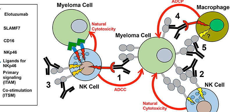 empliciti elotuzumab